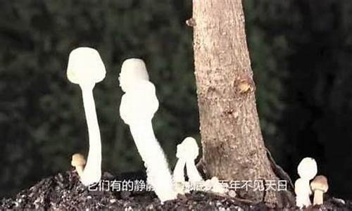 奥妙无穷的微生物世界-神奇的微生物世界