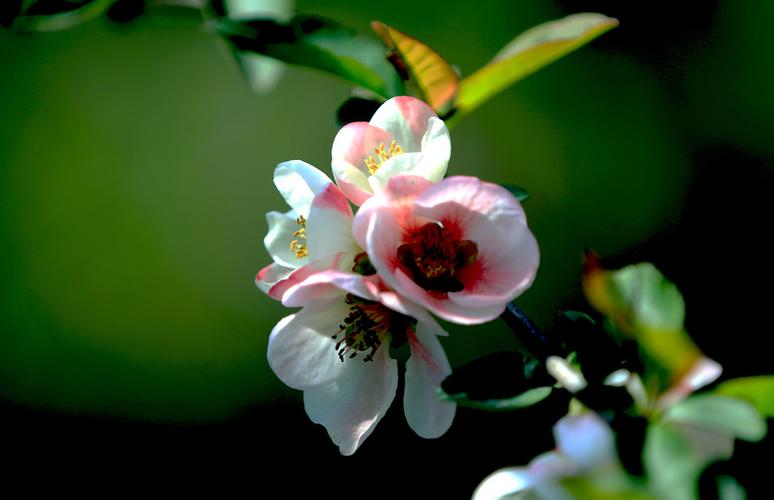 如花似锦一句定三码-如花似锦下一句