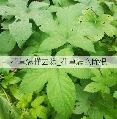 葎草怎样去除_葎草怎么除根