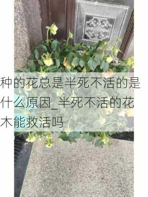 种的花总是半死不活的是什么原因_半死不活的花木能救活吗