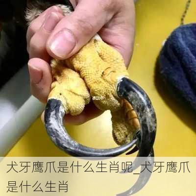 犬牙鹰爪是什么生肖呢_犬牙鹰爪是什么生肖