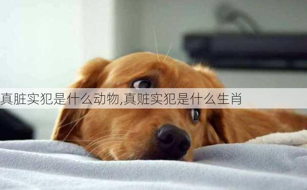 真脏实犯是什么动物,真赃实犯是什么生肖