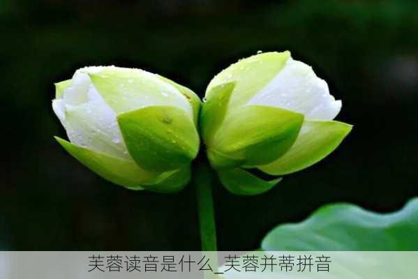 芙蓉读音是什么_芙蓉并蒂拼音