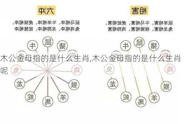 木公金母指的是什么生肖,木公金母指的是什么生肖呢