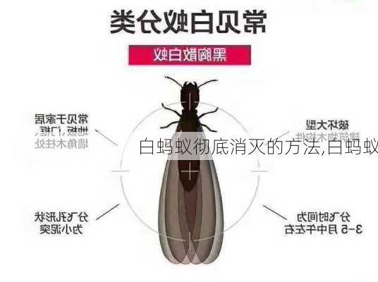 白蚂蚁彻底消灭的方法,白蚂蚁