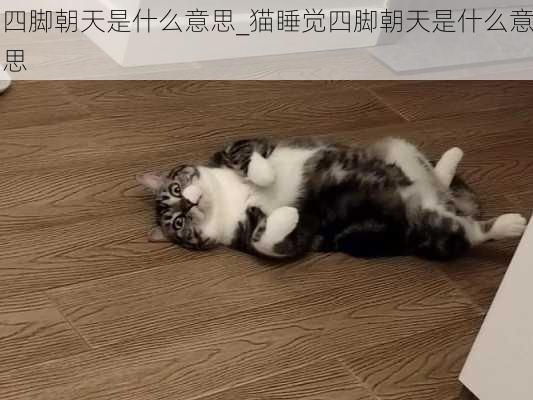 四脚朝天是什么意思_猫睡觉四脚朝天是什么意思