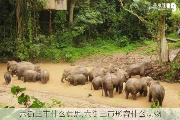 六街三市什么意思,六街三市形容什么动物