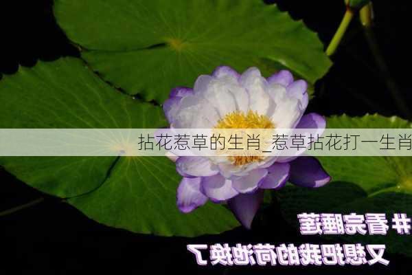 拈花惹草的生肖_惹草拈花打一生肖