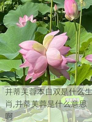 并蒂芙蓉本自双是什么生肖,并蒂芙蓉是什么意思啊