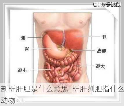 剖析肝胆是什么意思_析肝刿胆指什么动物