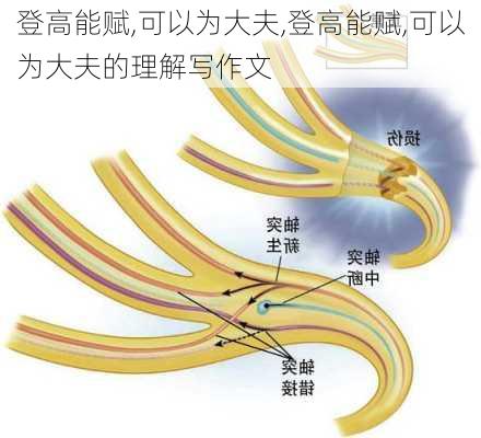 登高能赋,可以为大夫,登高能赋,可以为大夫的理解写作文