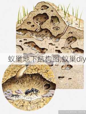 蚁巢地下结构图,蚁巢diy