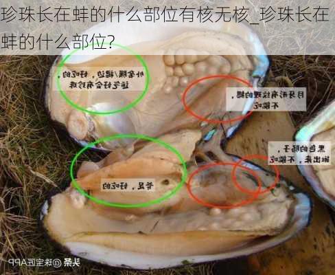 珍珠长在蚌的什么部位有核无核_珍珠长在蚌的什么部位?