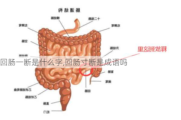 回肠一断是什么字,回肠寸断是成语吗