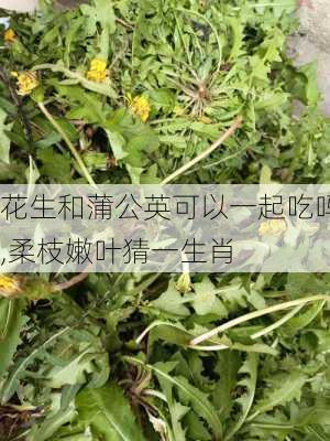 花生和蒲公英可以一起吃吗,柔枝嫩叶猜一生肖