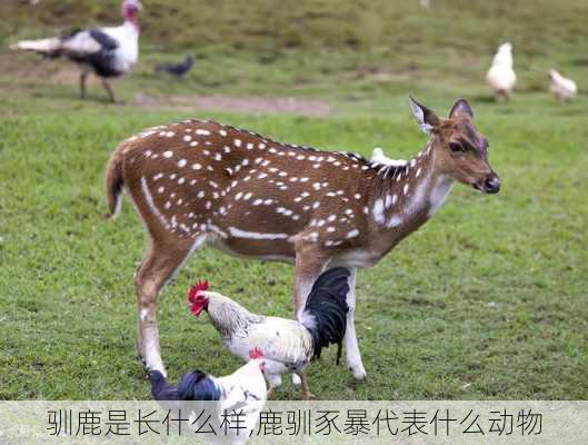 驯鹿是长什么样,鹿驯豕暴代表什么动物