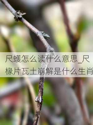 尺蠖怎么读什么意思_尺椽片瓦土崩解是什么生肖