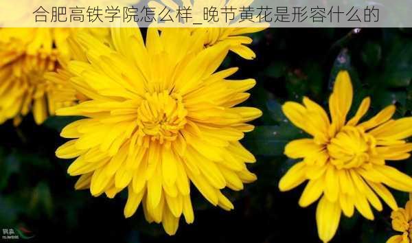 合肥高铁学院怎么样_晚节黄花是形容什么的