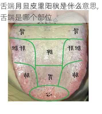 舌端月旦皮里阳秋是什么意思,舌端是哪个部位